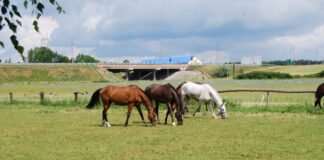 Agroturystyka EDEN