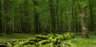 Rezerwat przyrody Brzęki im. Zygmunta Czubińskiego w Szczerkowie