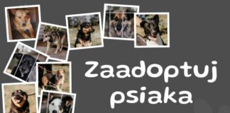 Psiaki czekają na adopcję